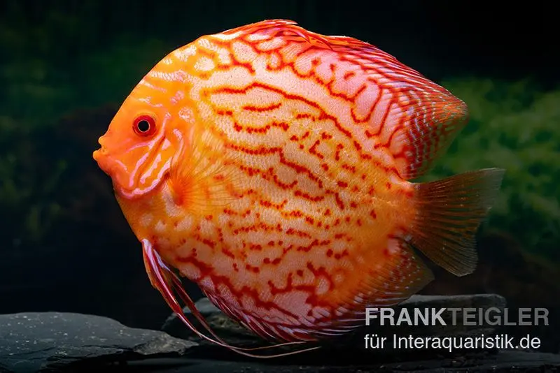Diskusfisch ASIA-NZ, Symphysodon discus Red spider