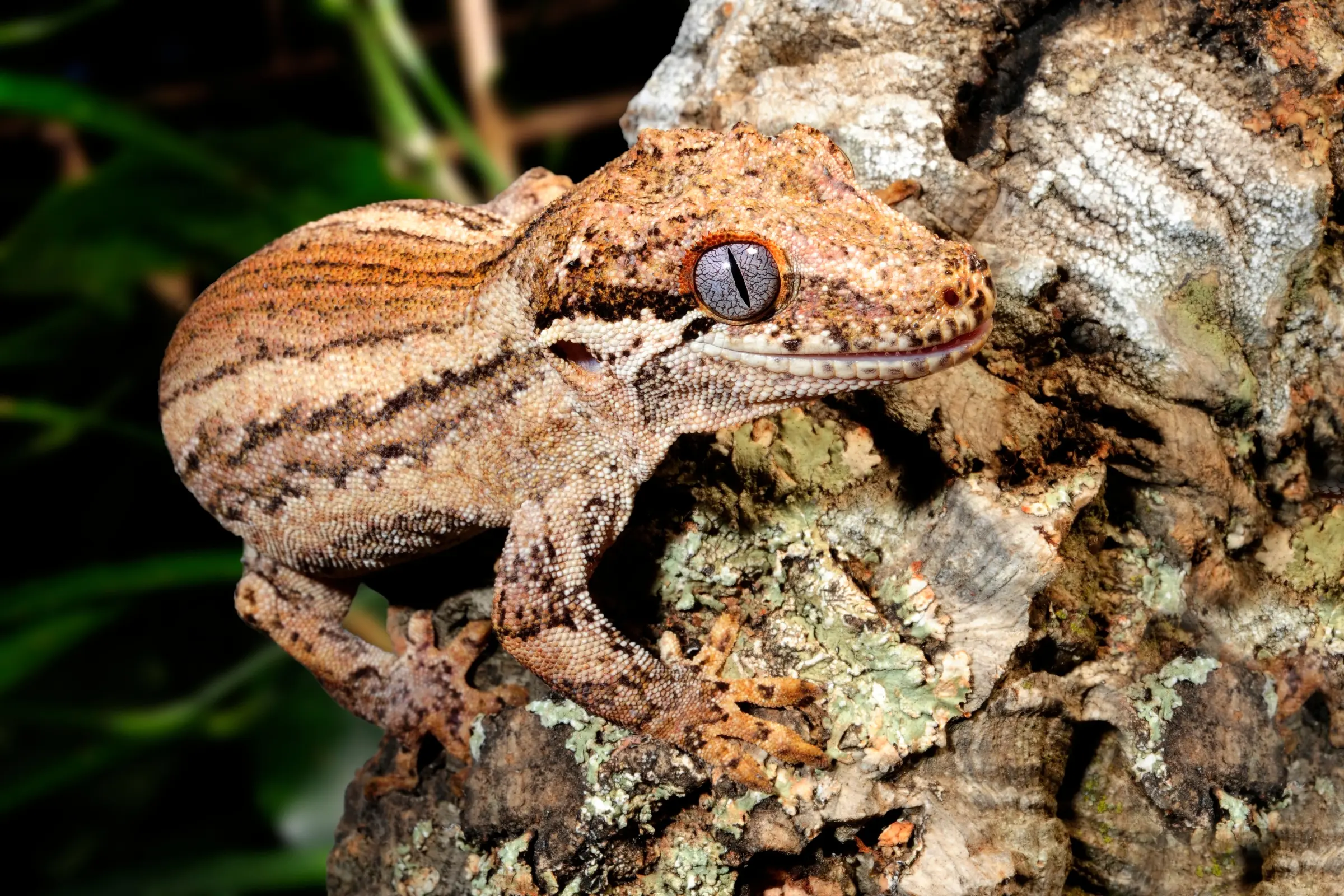 Höckerkopfgecko, Rhacodactylus auriculatus