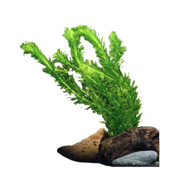 Kaltwasser-Aquarienpflanzen