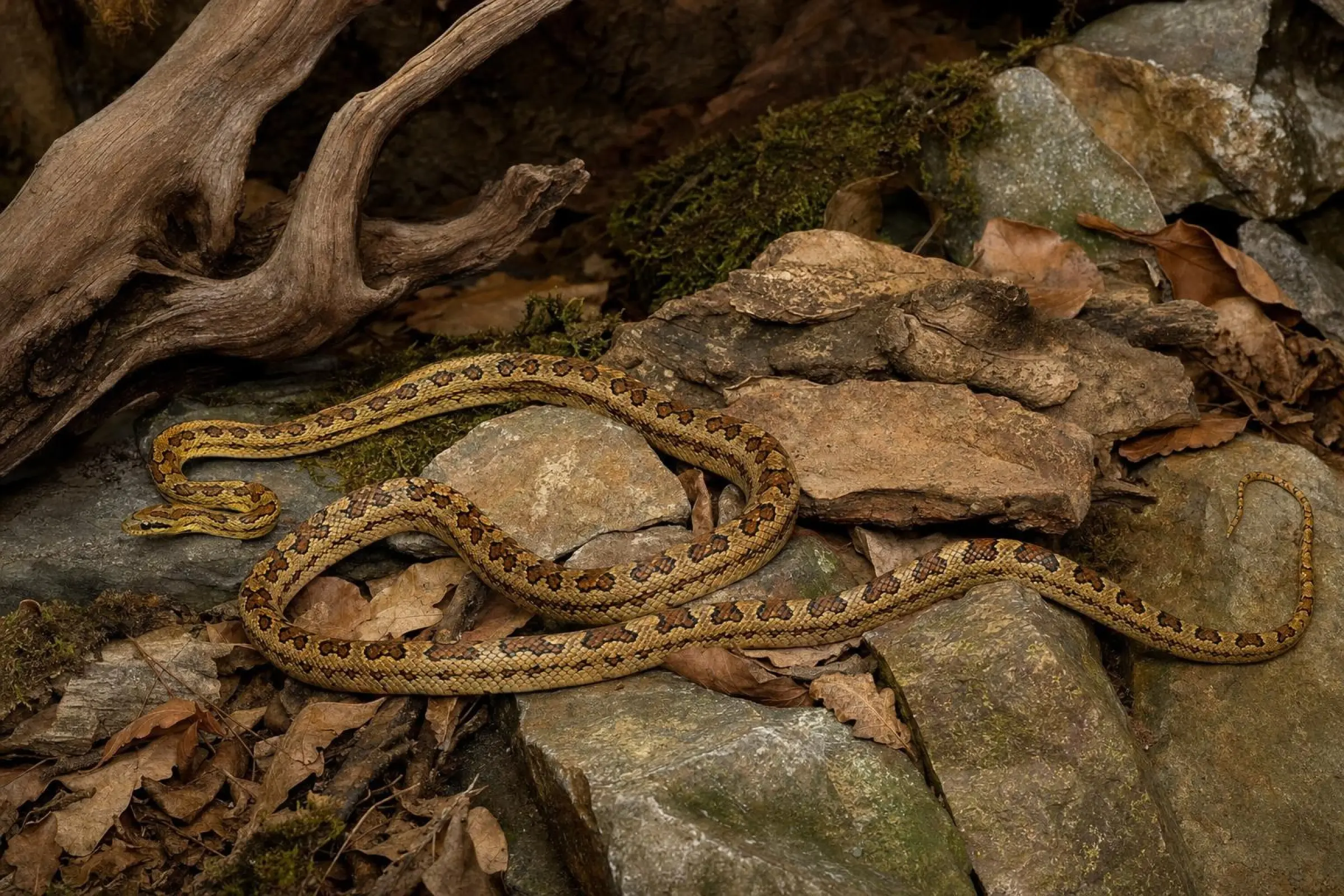 Zweifleckennatter, Elaphe bimaculata