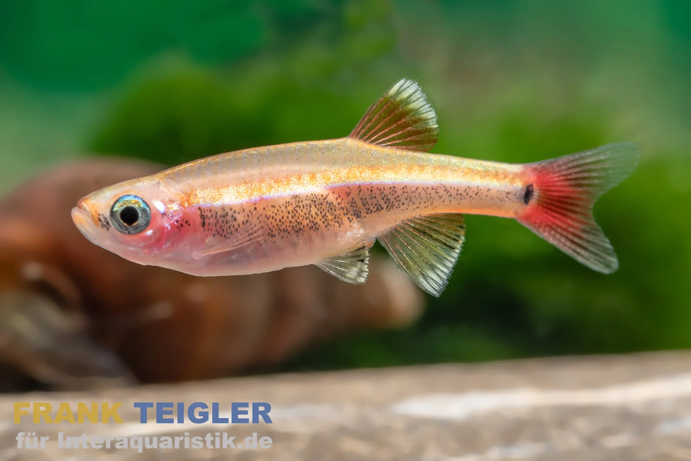 Goldener Kardinalfisch, Tanichthys albonubes gold