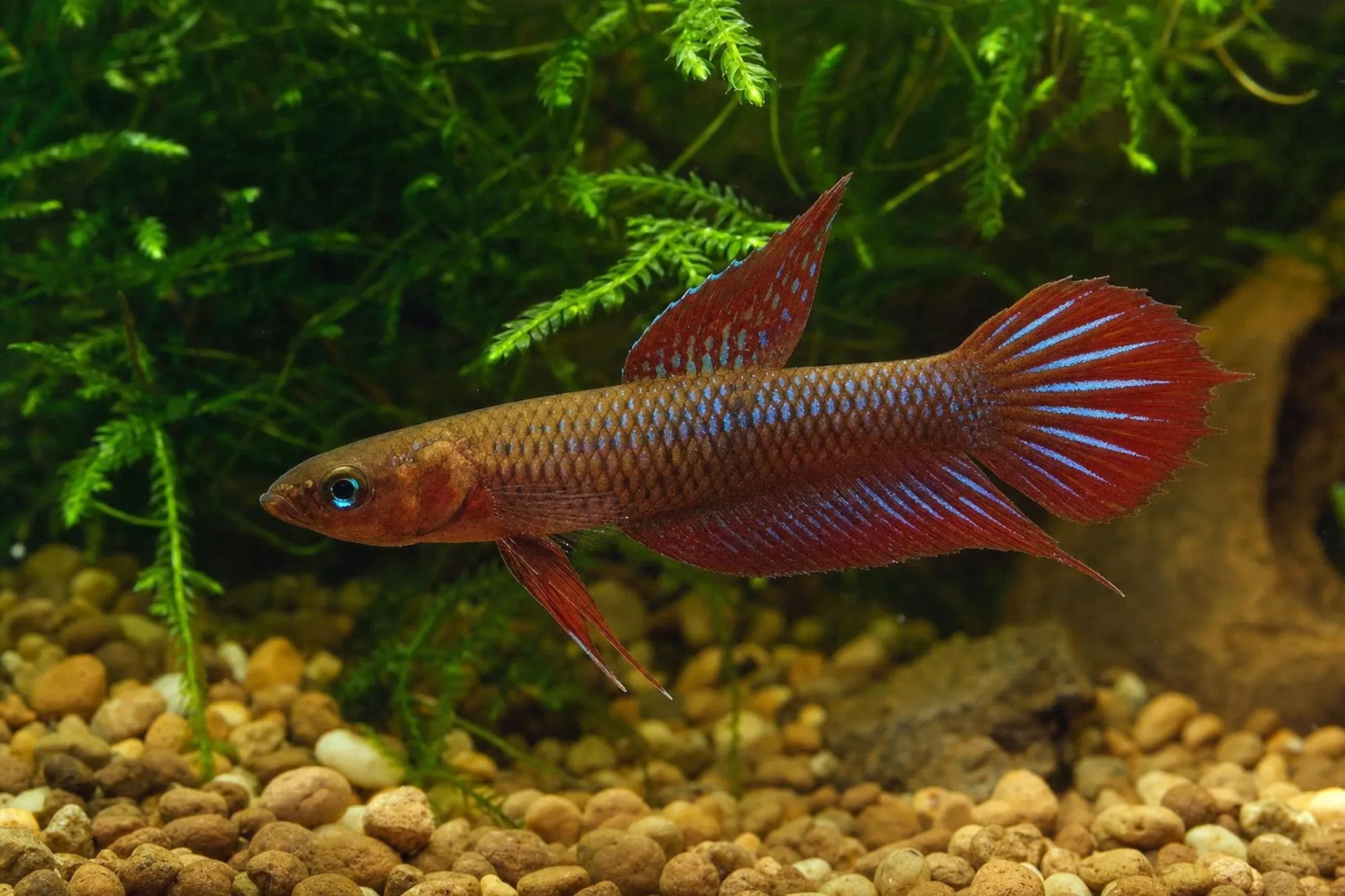 Kampffisch „Pangkalan Bun“, Betta uberis