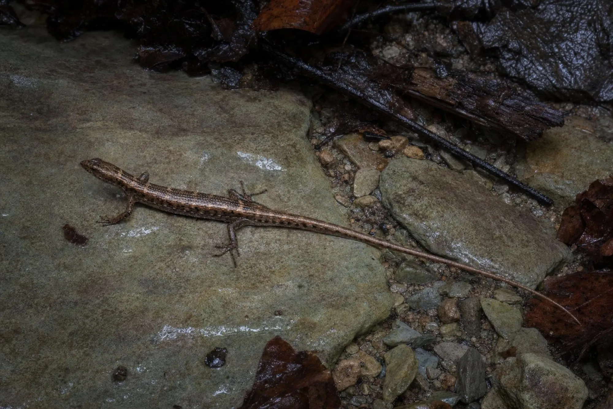 Kleinschuppiger Wasserskink, Tropidophorus microlepis