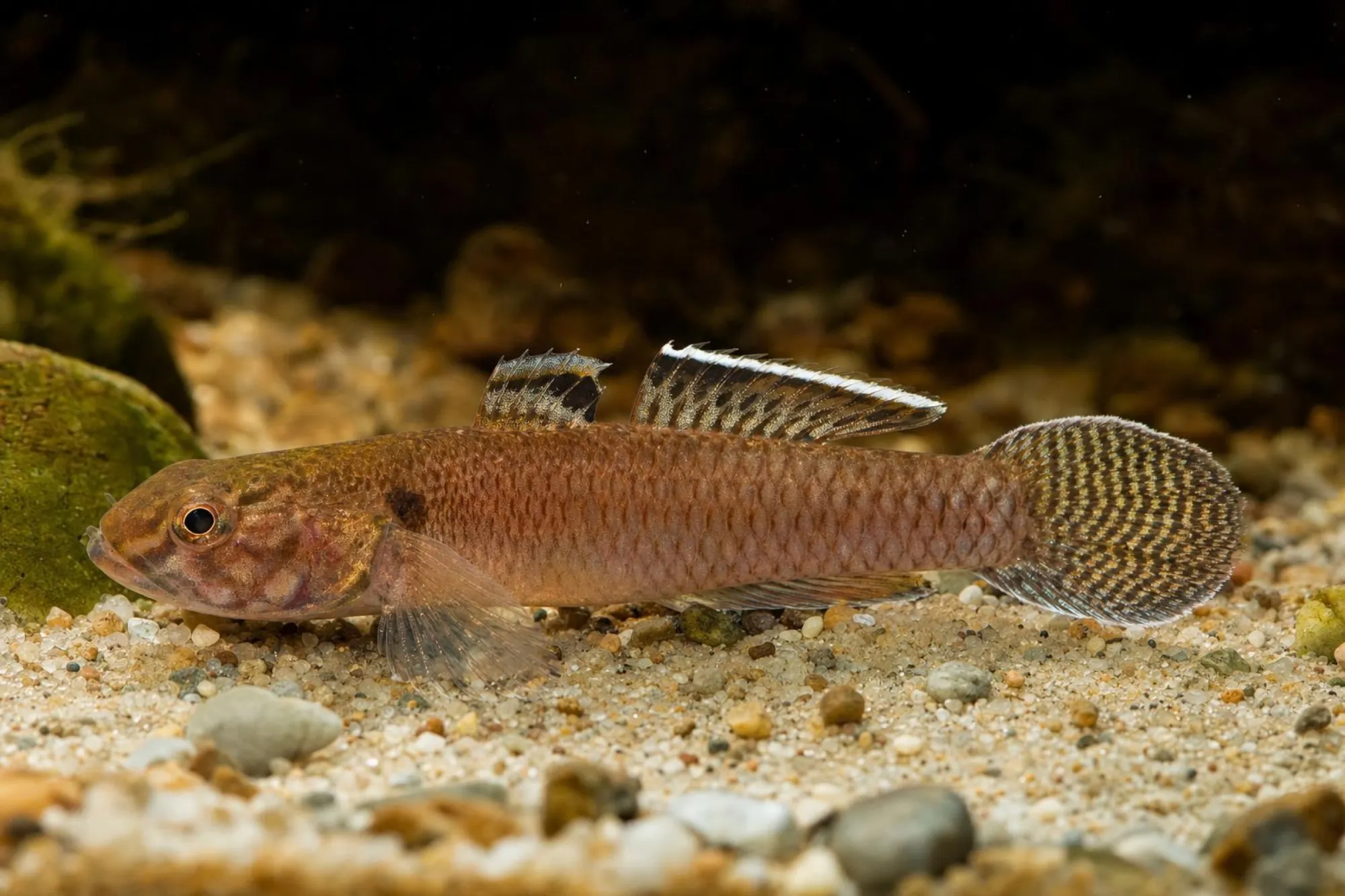 Queen-of-Siam-Grundel, Mugilogobius sp.