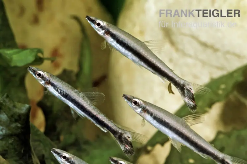 Einbinden-Ziersalmler, Nannostomus unifasciatus, 3-5 cm 