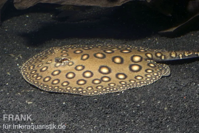 Pfauenaugen-Stechrochen, Potamotrygon motoro, R001, 20-25 cm