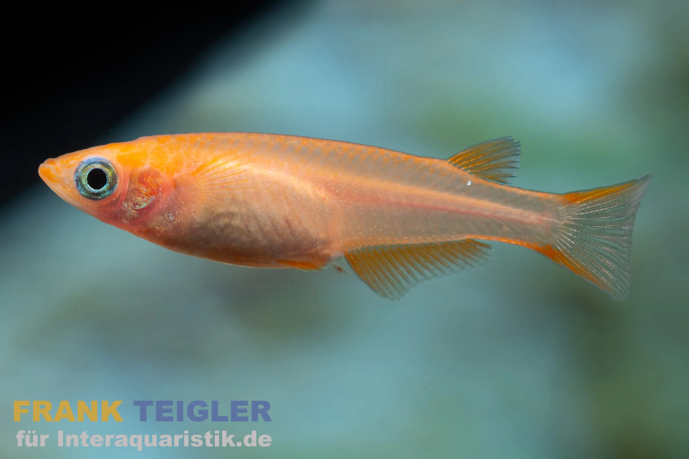 Medaka Red Cap, Oryzias latipes Red Cap