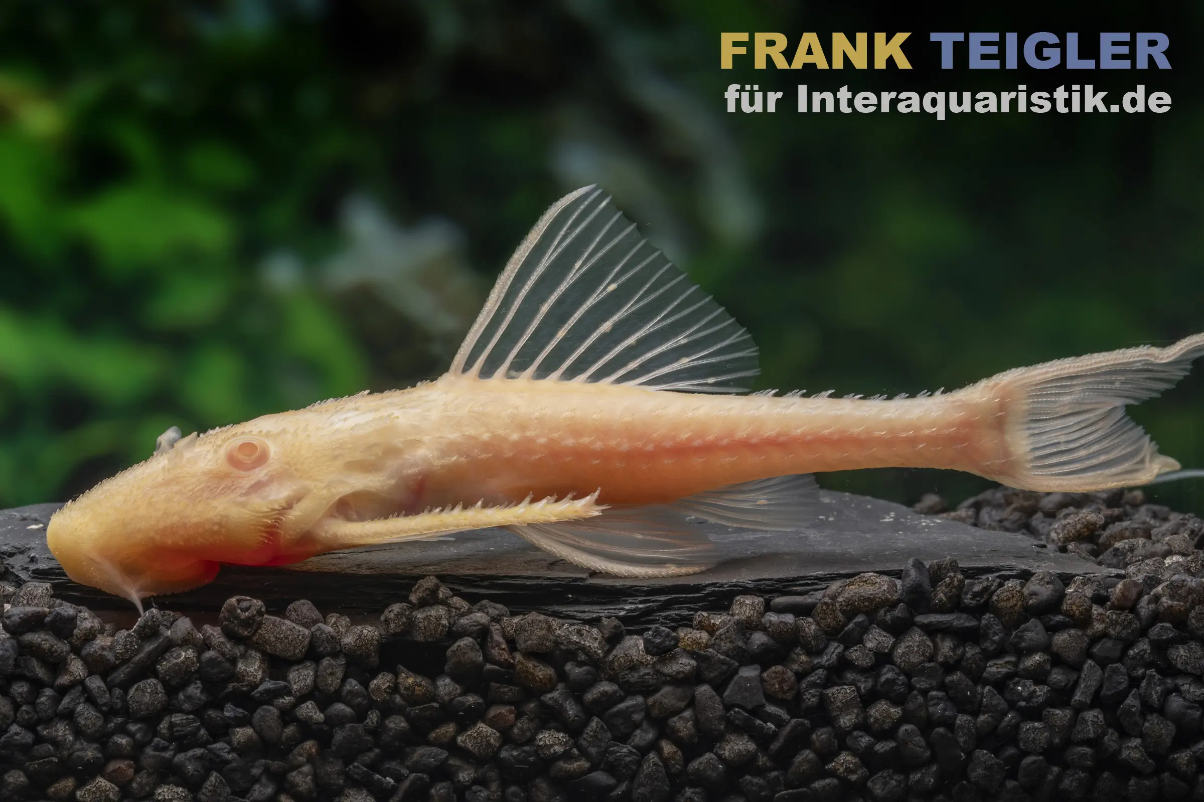 Elfenwels Albino, Acanthicus adonis
