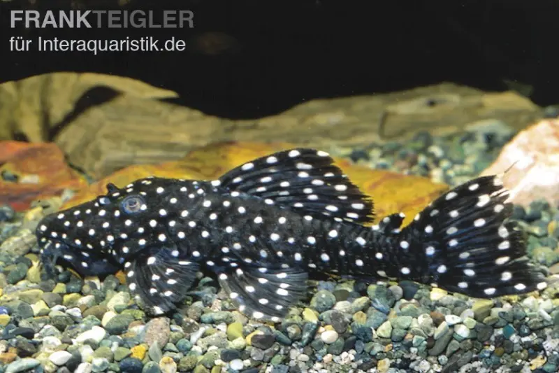 Milchstraßen-Rüsselzahnwels, Leporacanthicus galaxias L007/L29/L240 6-8 cm