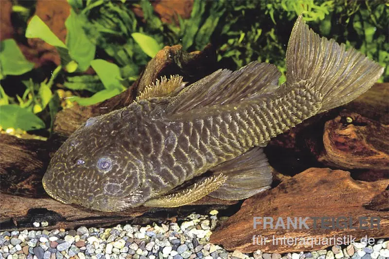 Goldstachel-Breitkopfharnischwels, L56, Parancistrus aurantiacus, 6-8 cm