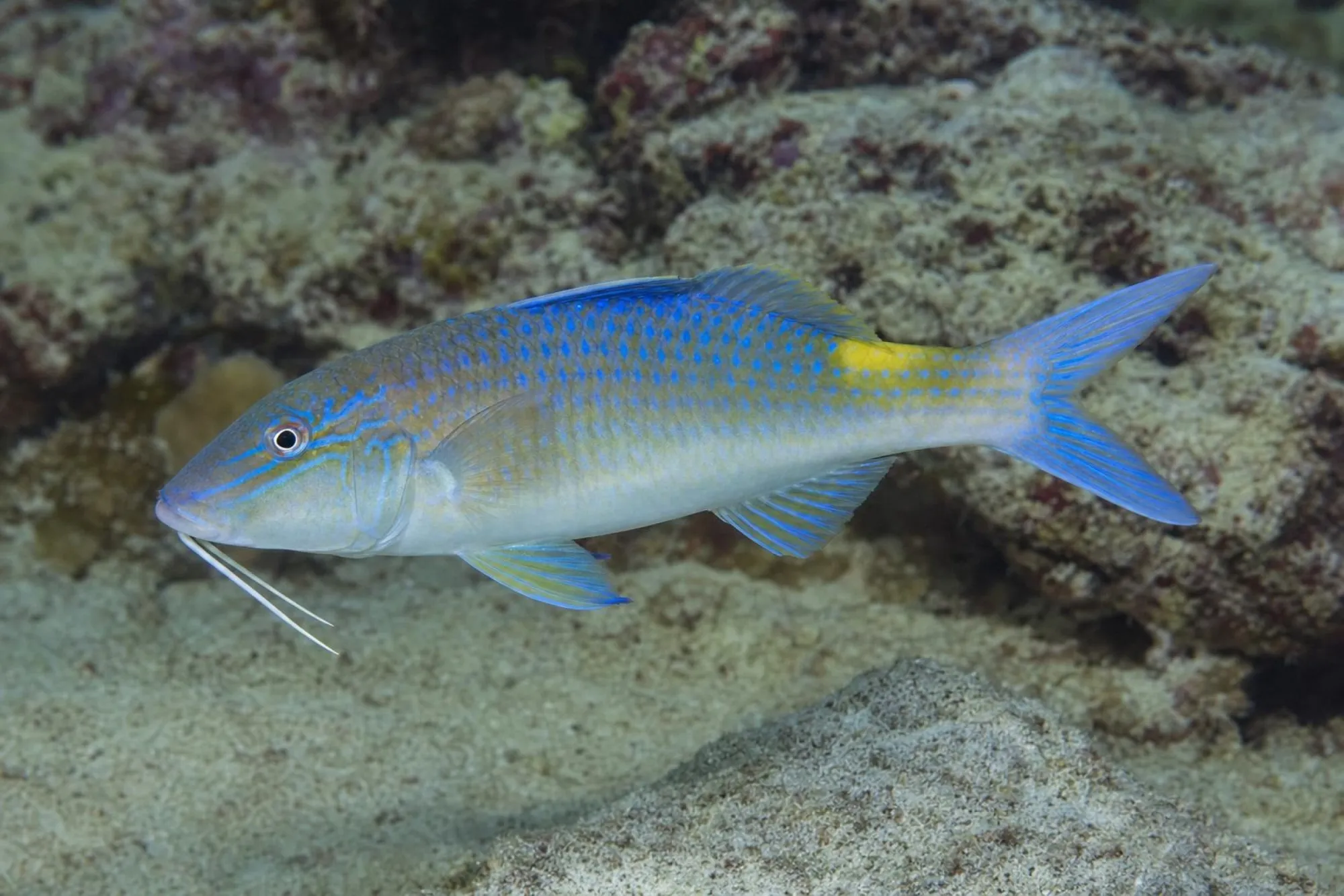 Gelbsattel-Meerbarbe, Parupeneus cyclostomus