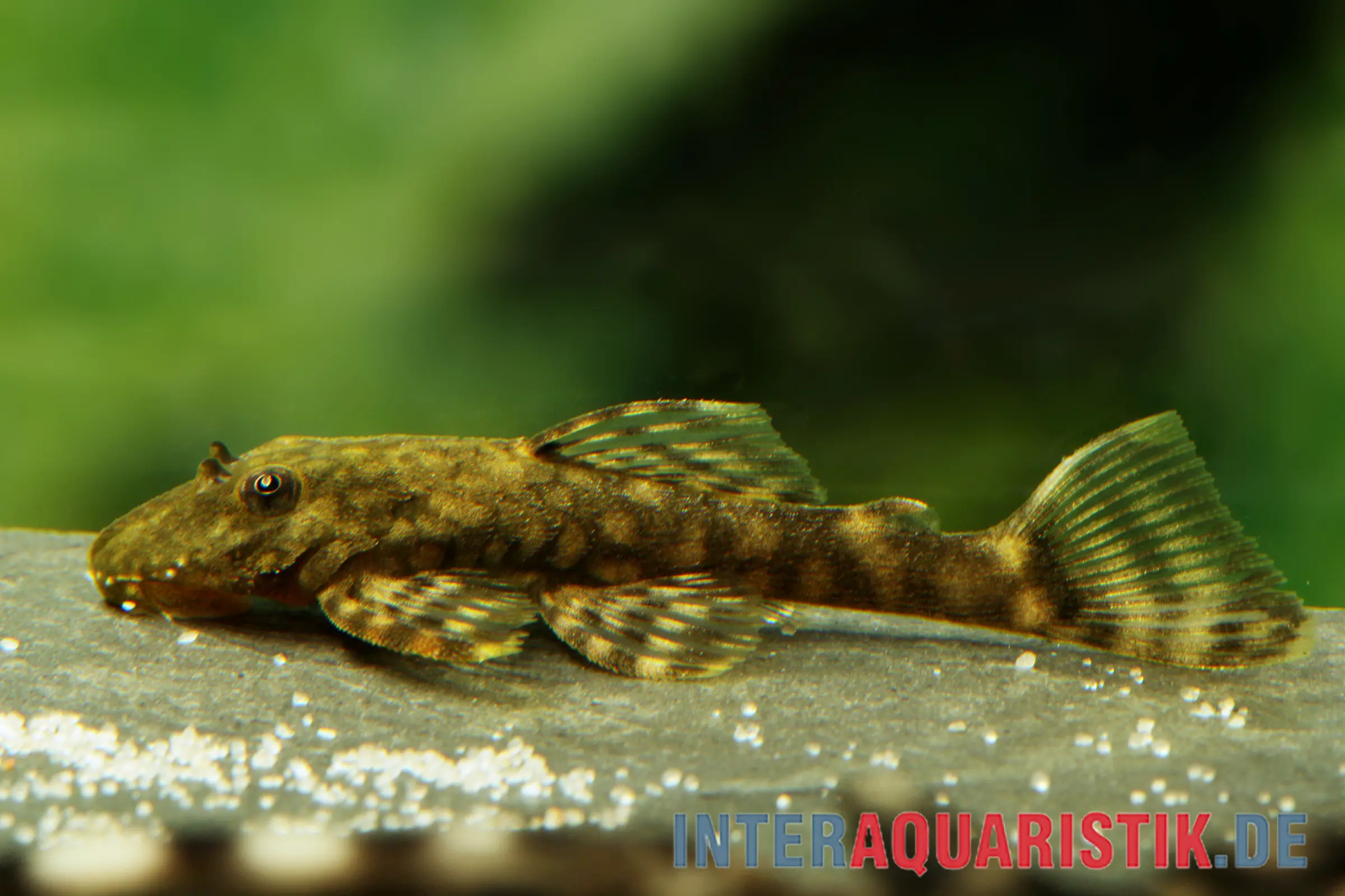 Brauner Paraguay-Antennenwels, Ancistrus tamboensis, ca. 4,0-5,0 cm