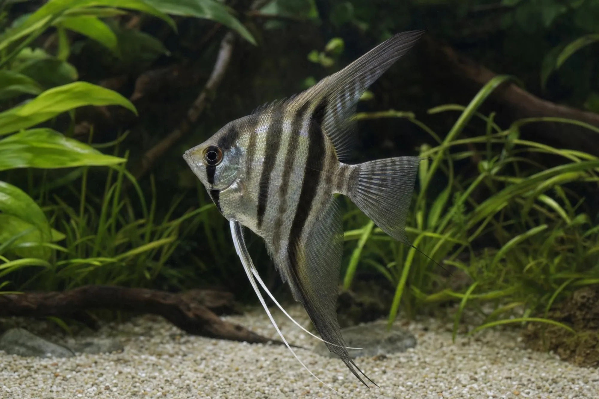 Altum-Skalar „Rio Inírida“, Pterophyllum altum