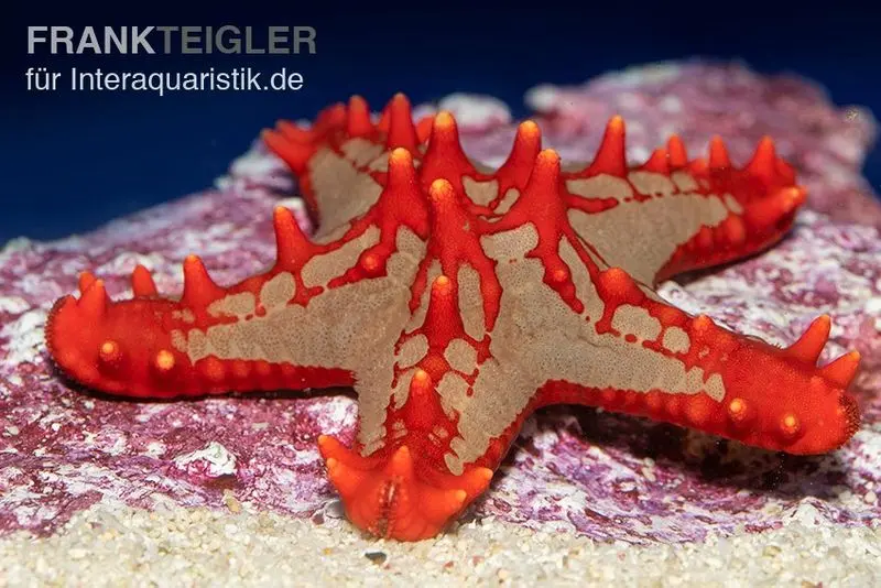Lincks-Walzenseestern, Protoreaster linckii