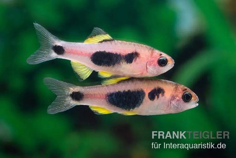 Schmetterlingsbarbe, Barbus hulstaerti (Minifisch)
