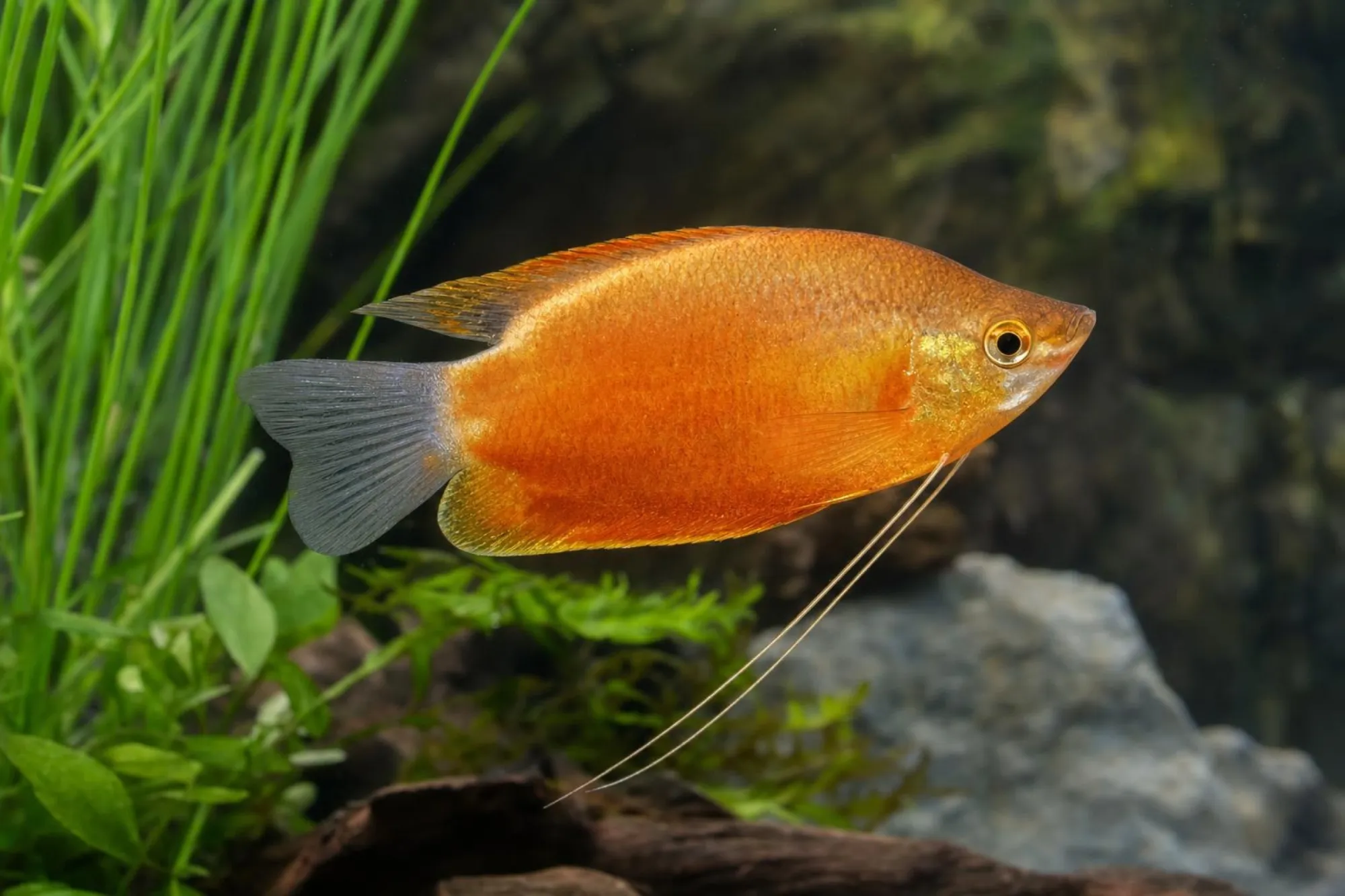 Dicklippiger Fadenfisch „Kupfer“, Trichogaster labiosa