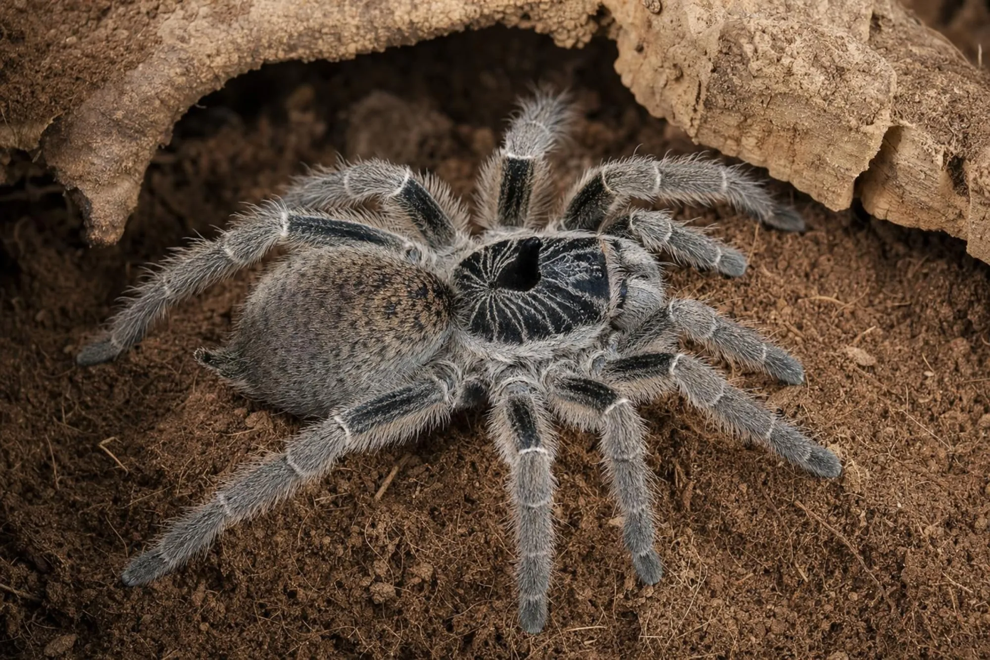 Gerade Hornvogelspinne, Ceratogyrus marshalli