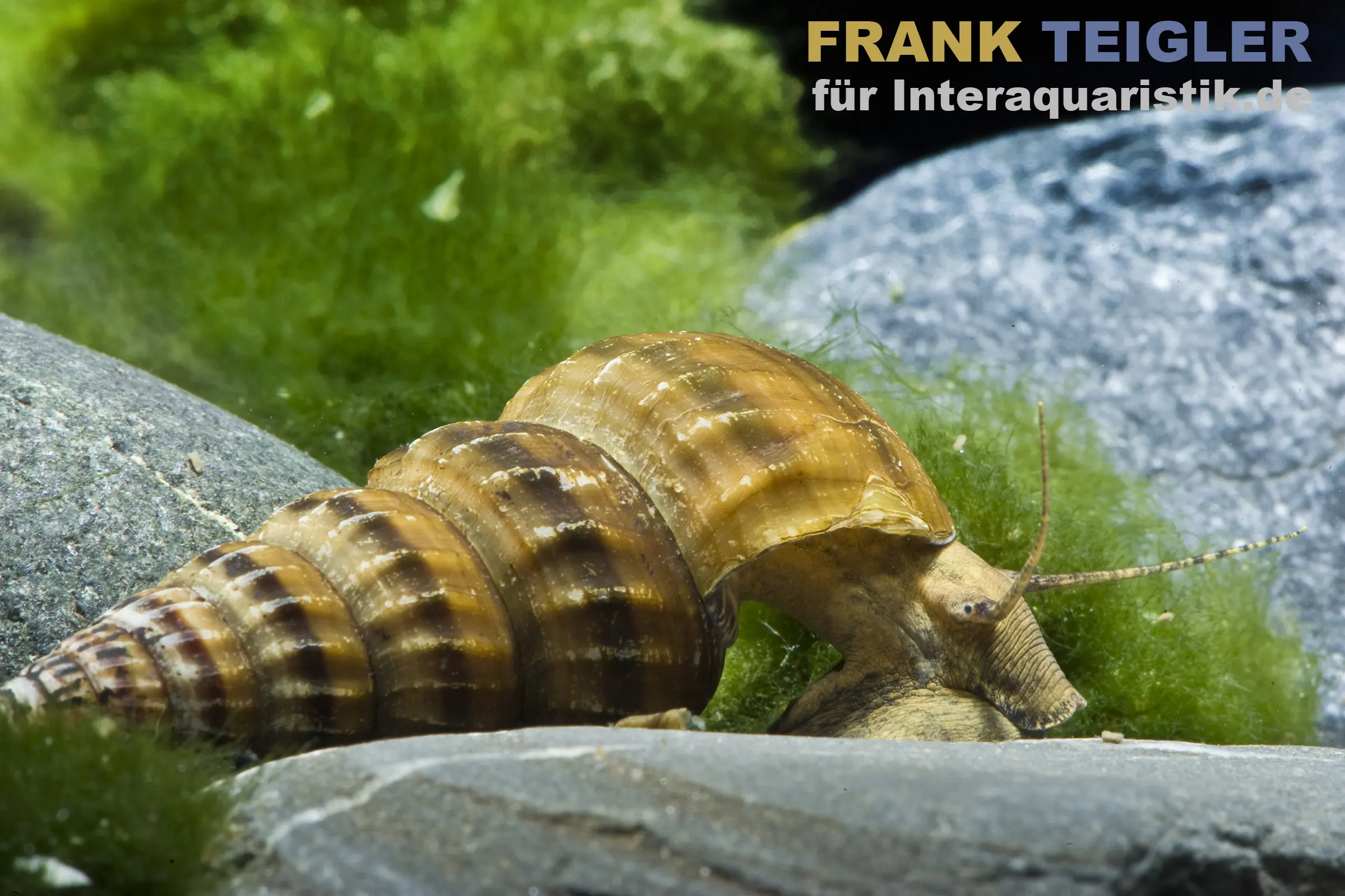 Riesen-Turmdeckelschnecke, Brotia herculea