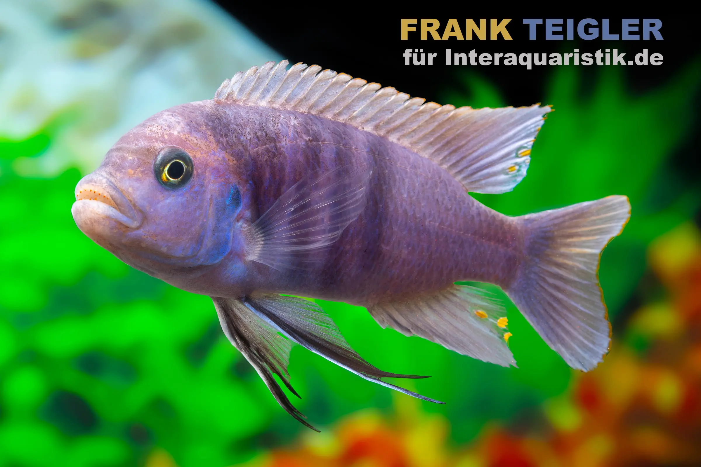 Lila Cichlidenfisch vor grünem Aquarium