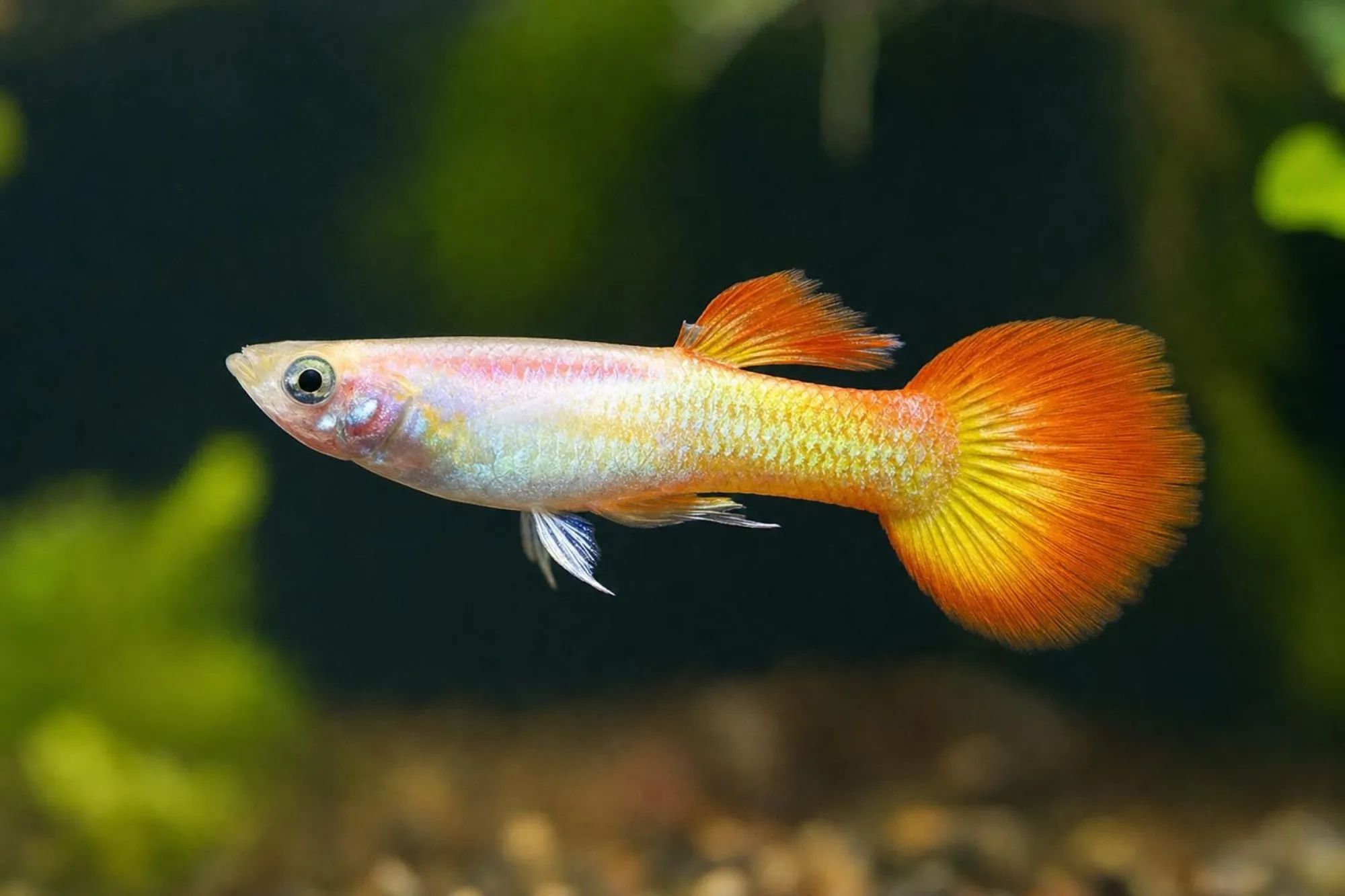 Sunrise-Guppy, Männchen, Poecilia reticulata