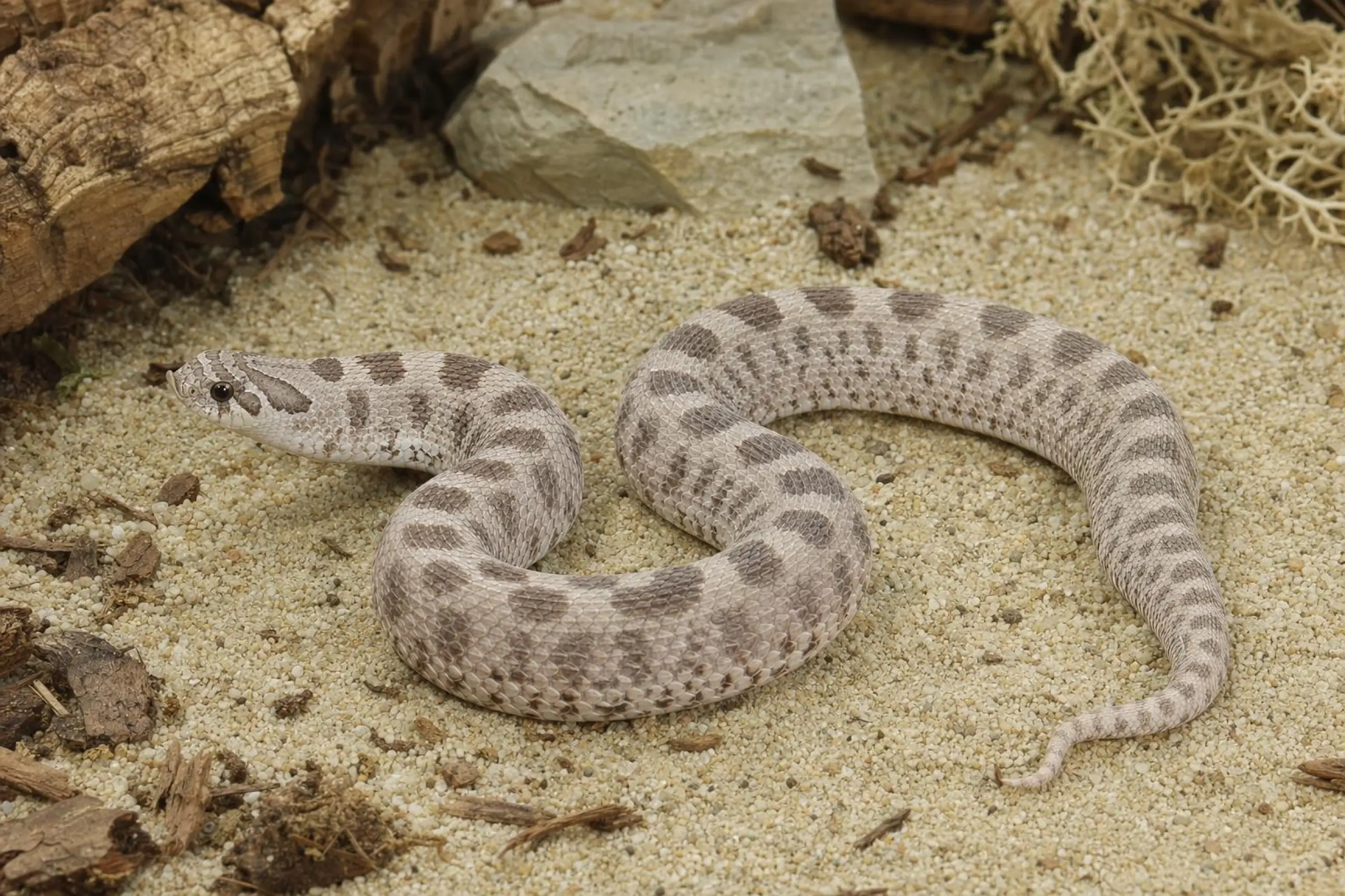 Westliche Hakennasennatter „Arctic Lavender Conda“, Nachzucht, Heterodon nasicus