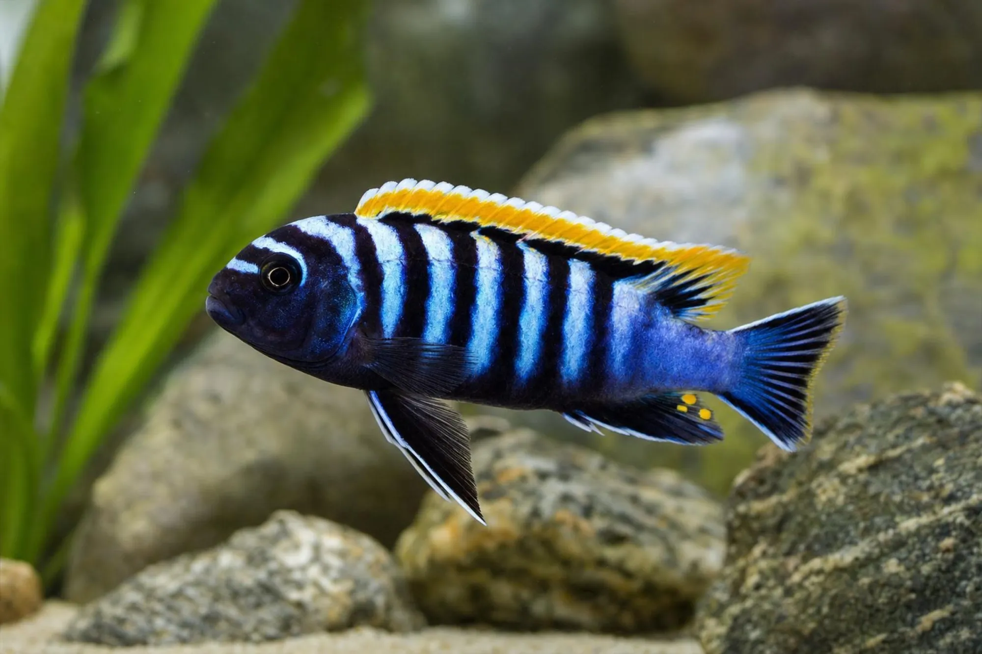 Sechsstreifen-Maulbrüter „Red Top“, Cynotilapia afra, ca. 4,0-5,0 cm