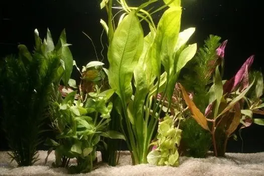 Zusammenstellung von 10 unterschiedlichen Bundpflanzen für Aquariumbepflanzung