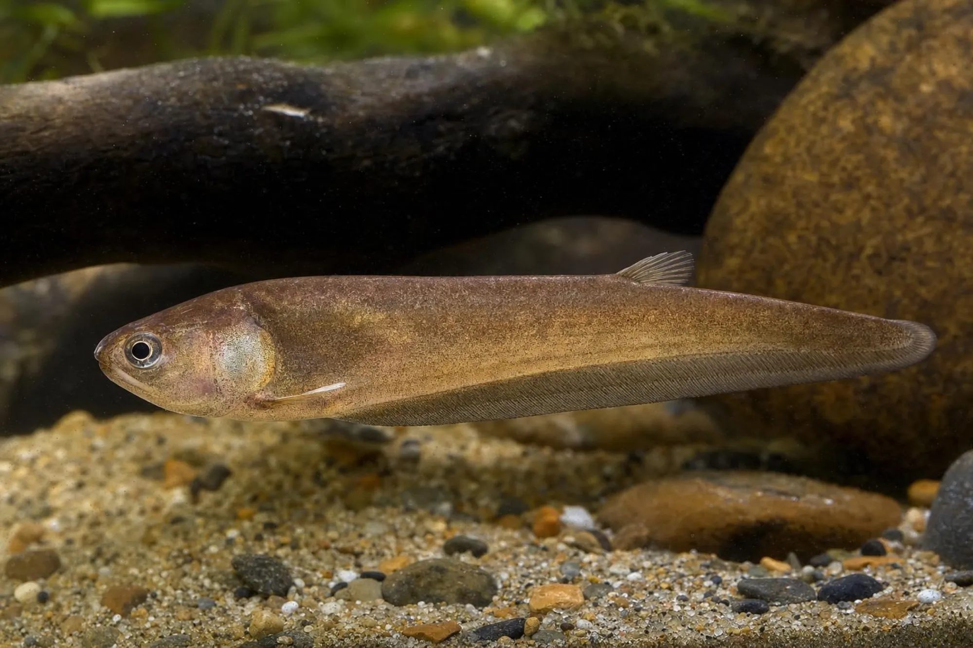 Afrikanischer Messerfisch, Papyrocranus afer