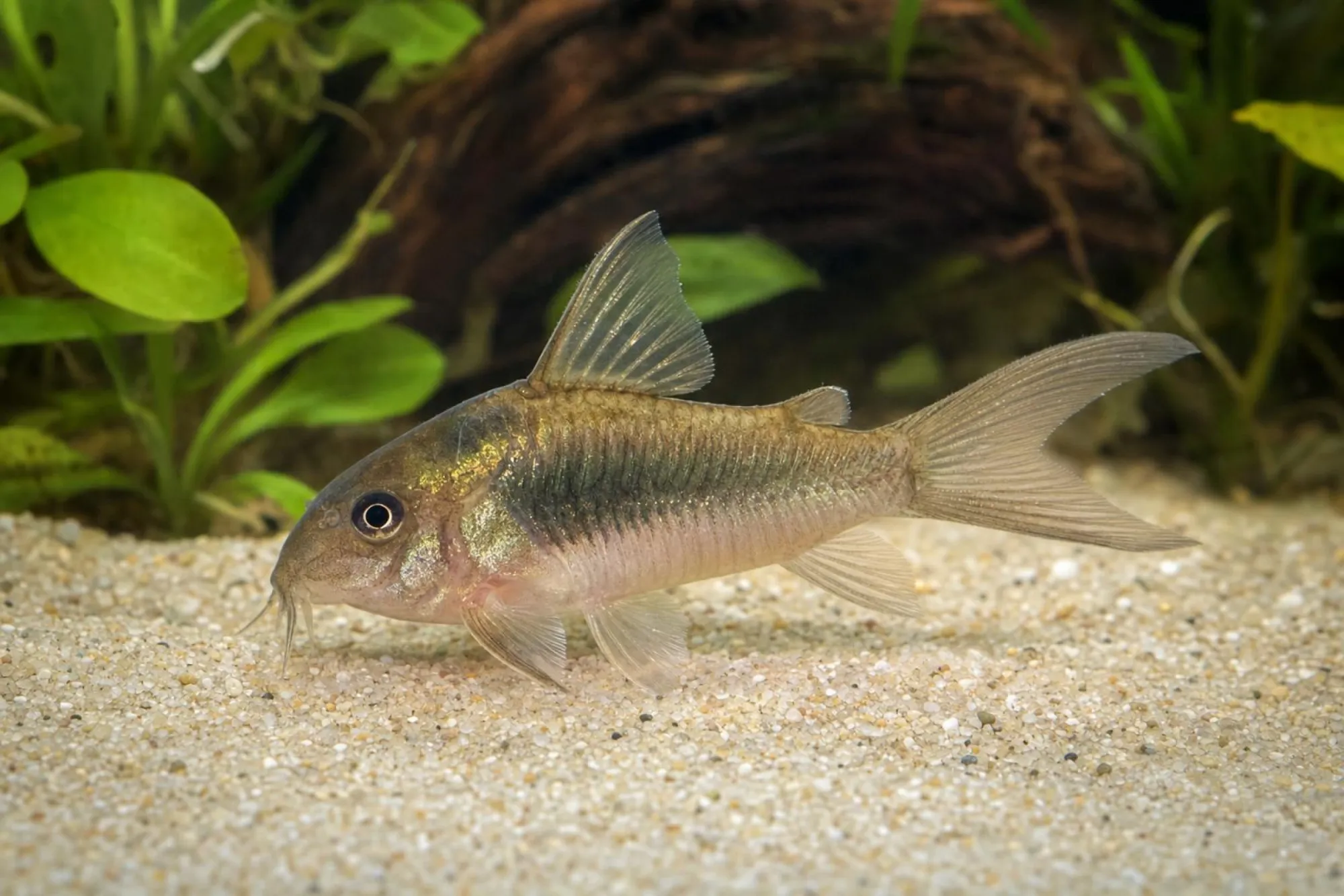 Langflossen-Metallpanzerwels, Osteogaster aenea (Corydoras aeneus)