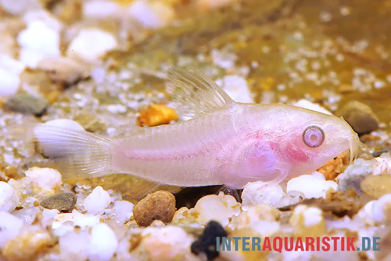 Zwergpanzerwels albino, Corydoras pygmaeus