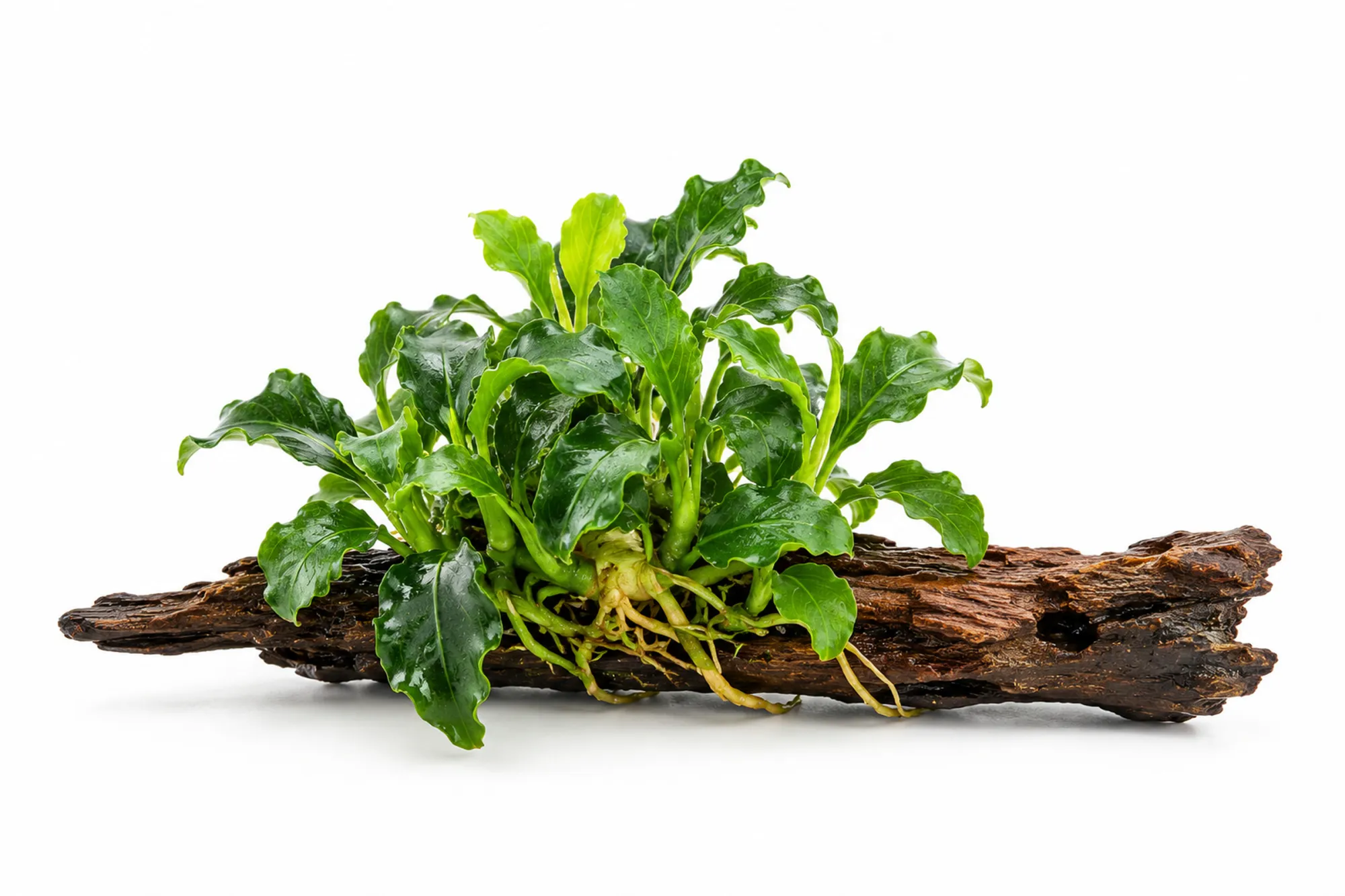 Anubias nana Kirin Mini mit kleinen gewellten Blättern auf einer etwa 8 mal 2 cm großen Nanowurzel