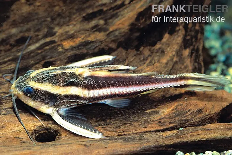 Liniendornwels, Platydoras costatus, 4-5 cm