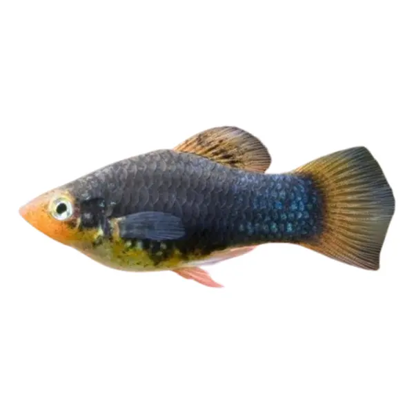 Platys