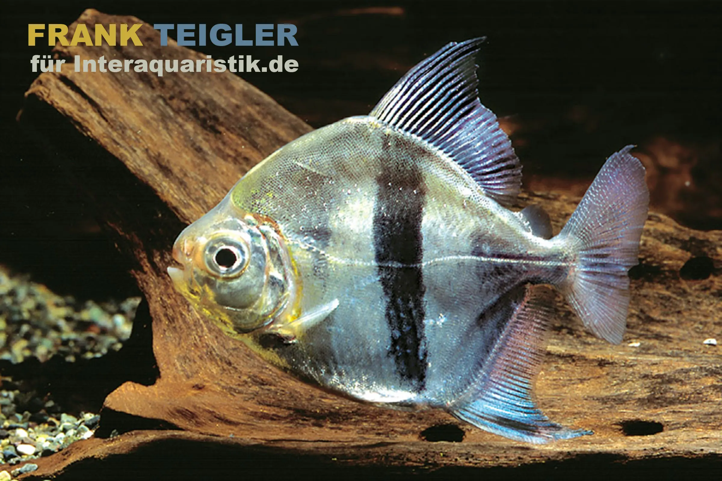 Schwarzband-Mühlsteinsalmler, Myleus schomburgkii (Variante 1) BREITER Streifen, 3-5 cm