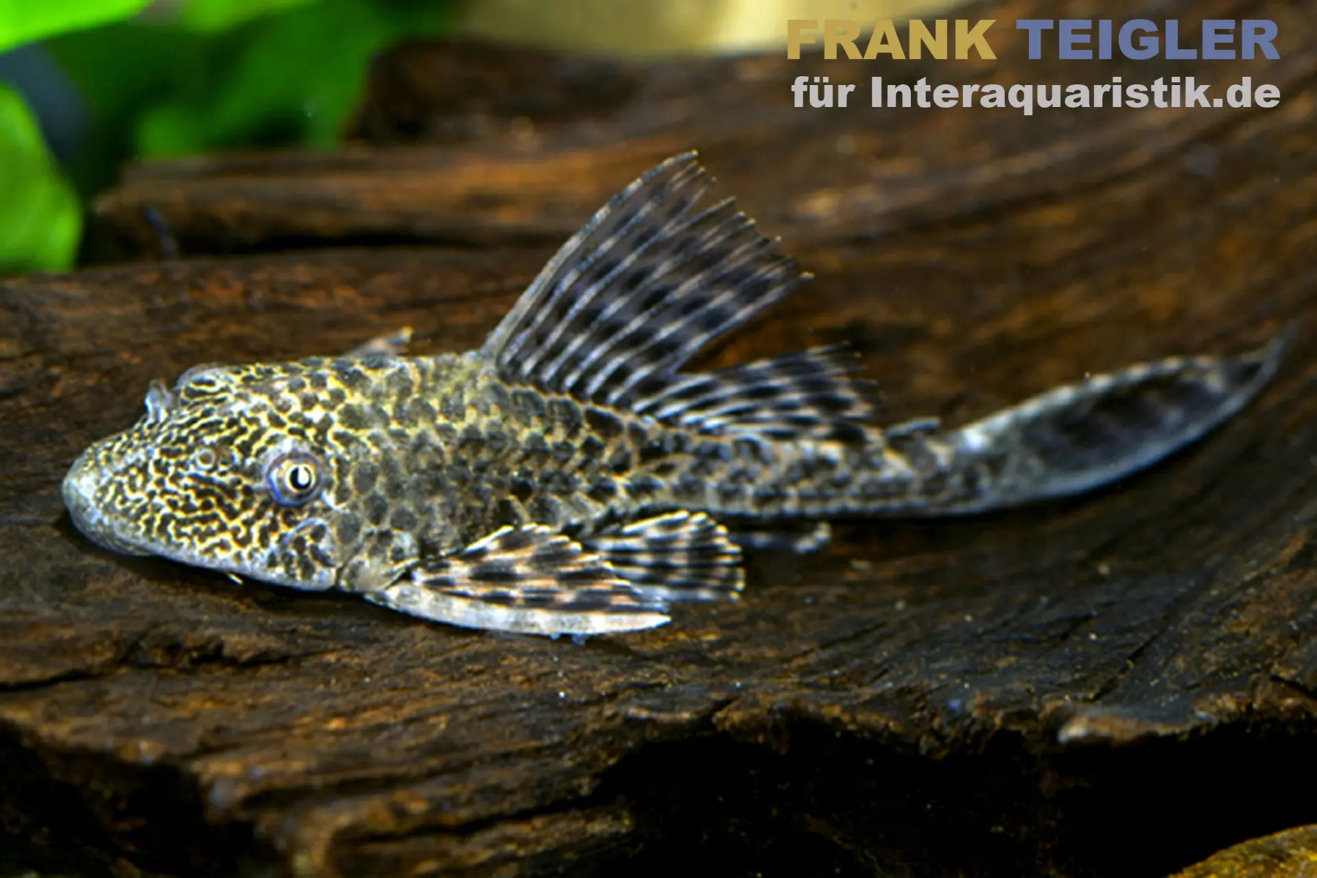 Leopard-Segelschilderwels, Pterygoplichthys pardalis, L021