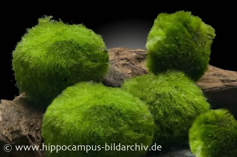 Nano-Mooskugeln, Cladophora aegagropila, 5 St. im Set