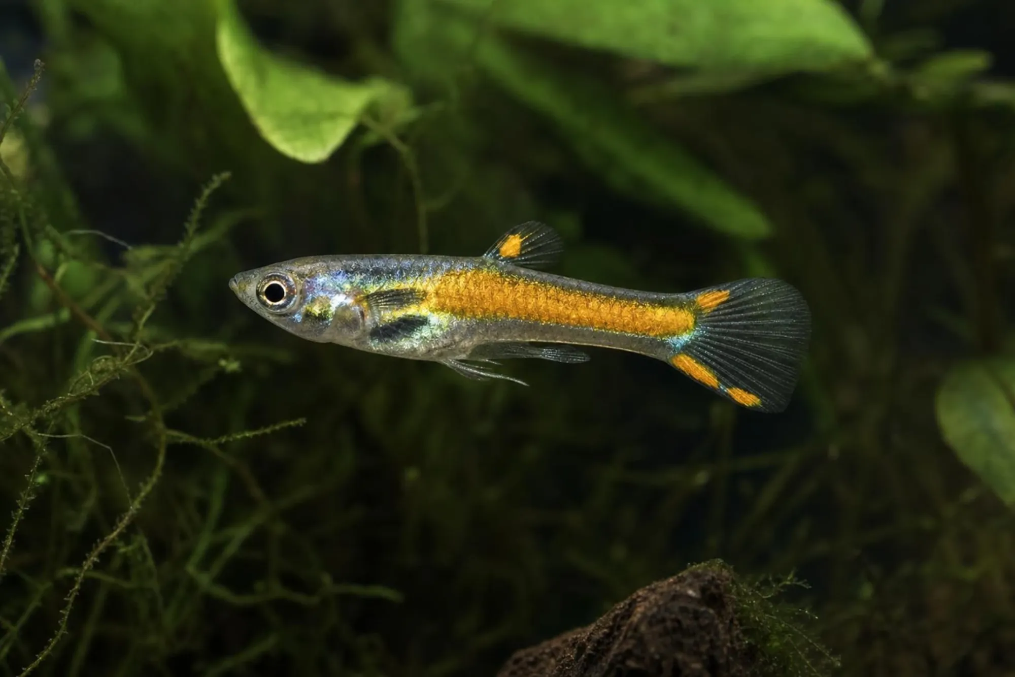 Golden-Jet-Endler-Guppy, Männchen, Poecilia wingei