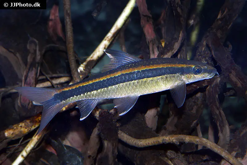 Schönflossen-Algenfresser, Epalzeorhynchus kalopterus