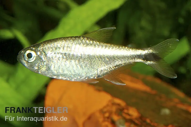 Gold-Tetra, Hemigrammus rodwayi, 2-3 cm (H. armstrongi)