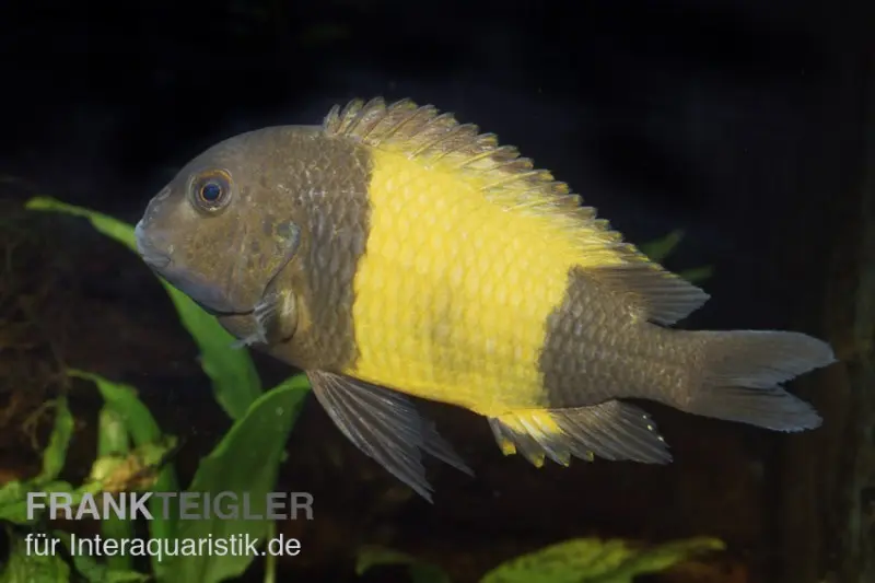Kaiser-Ikola Tropheus, Tropheus moorii "Kaiser Ikola", DNZ