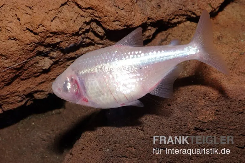 Blinder Höhlensalmler, Astyanax fasciatus mexicanus, 2 cm
