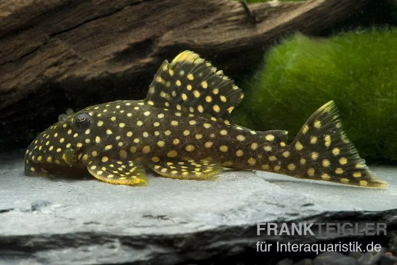 Wels L177 Gelbsaumwels, Baryancistrus xanthellus, 6-8 cm