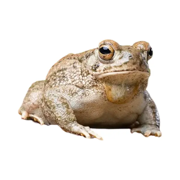 Frösche und Unken