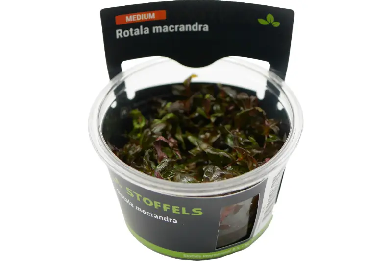 Dichtblättrige Rotala, Rotala macrandra, In Vitro