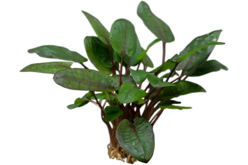 Tropicas Wasserkelch, Cryptocoryne wendtii "Tropica", im Topf