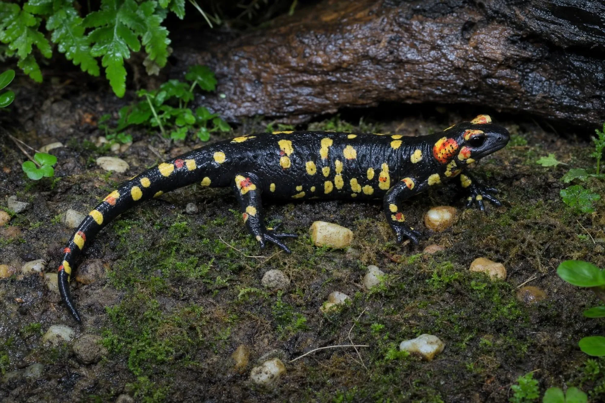 Portugiesischer Feuersalamander, Salamandra salamandra gallaica