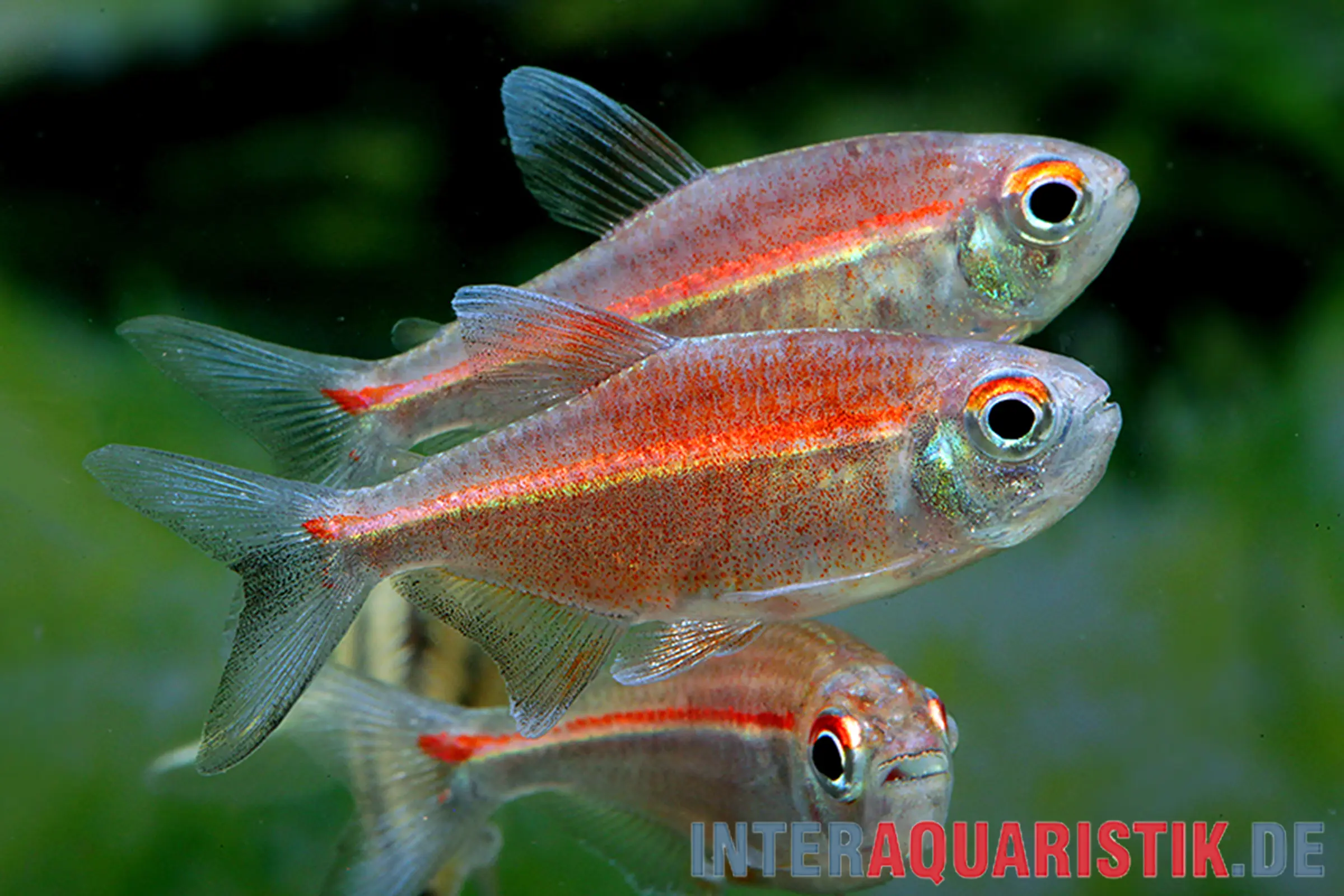 Coeruleus-Salmler, Hemigrammus coeruleus (Vulkansalmler)