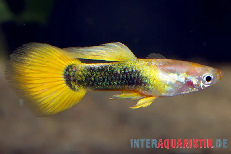 Guppy goldgelb Tuxedo, Poecilia reticulata, paarweise