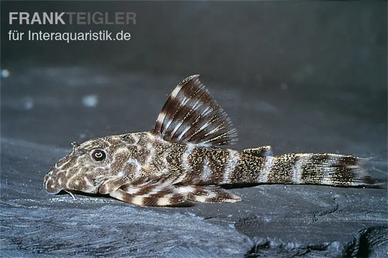 Orinoko Zwergschilderwels, L202, Peckoltia lineola
