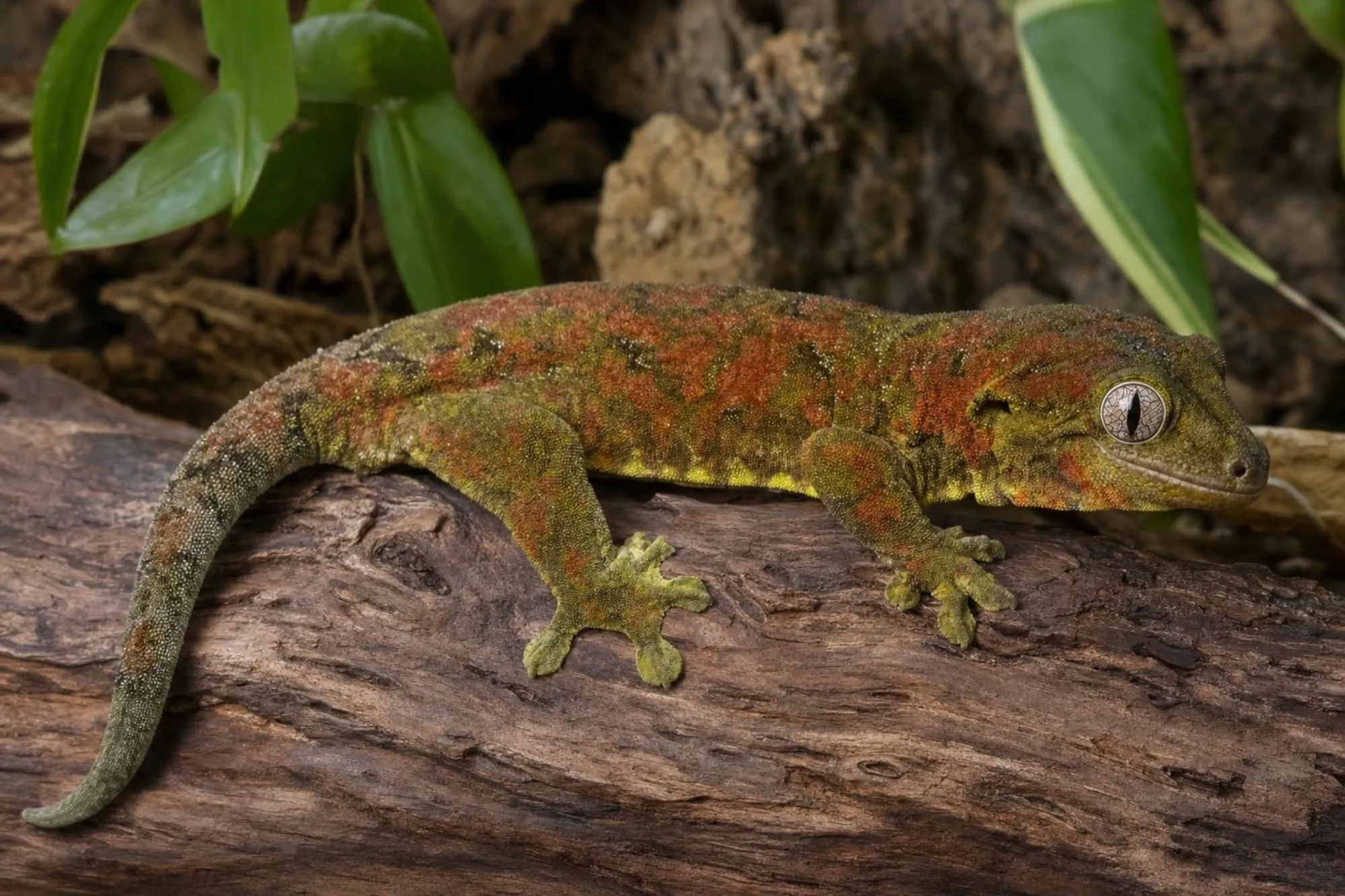 Flechtengecko, Mniarogekko chahoua